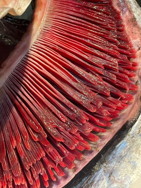 BONITO
