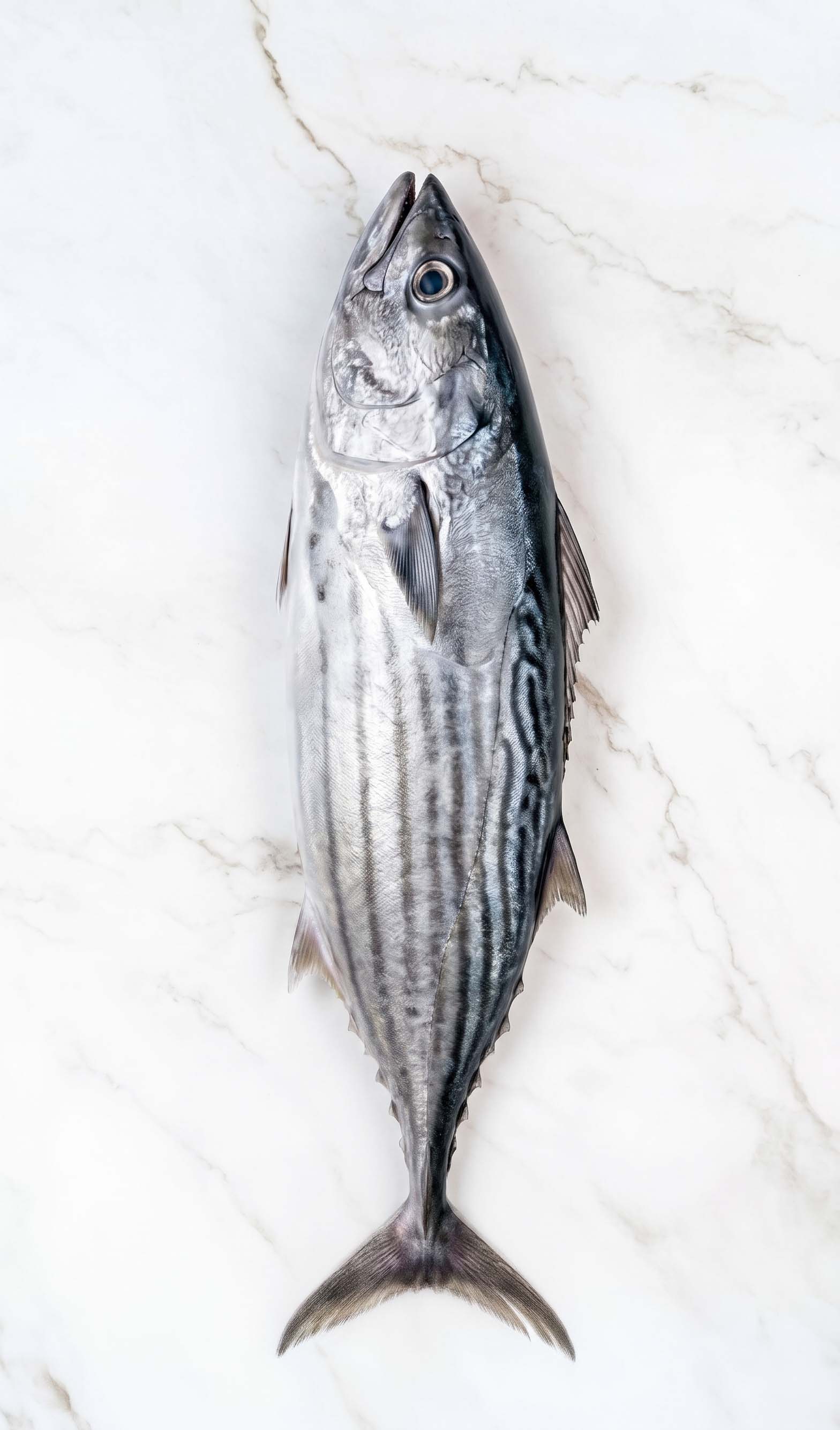 BONITO