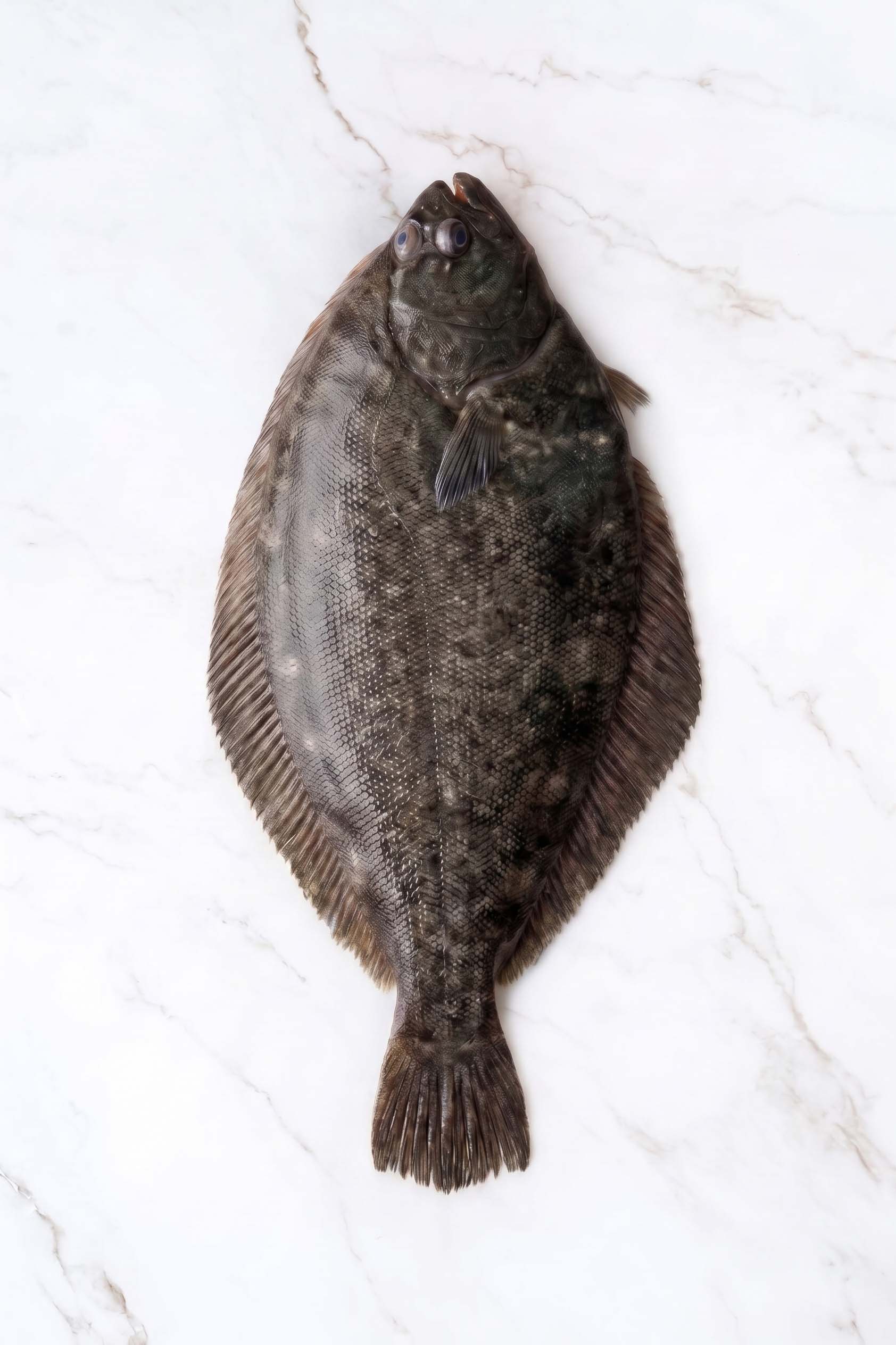 LENGUADO