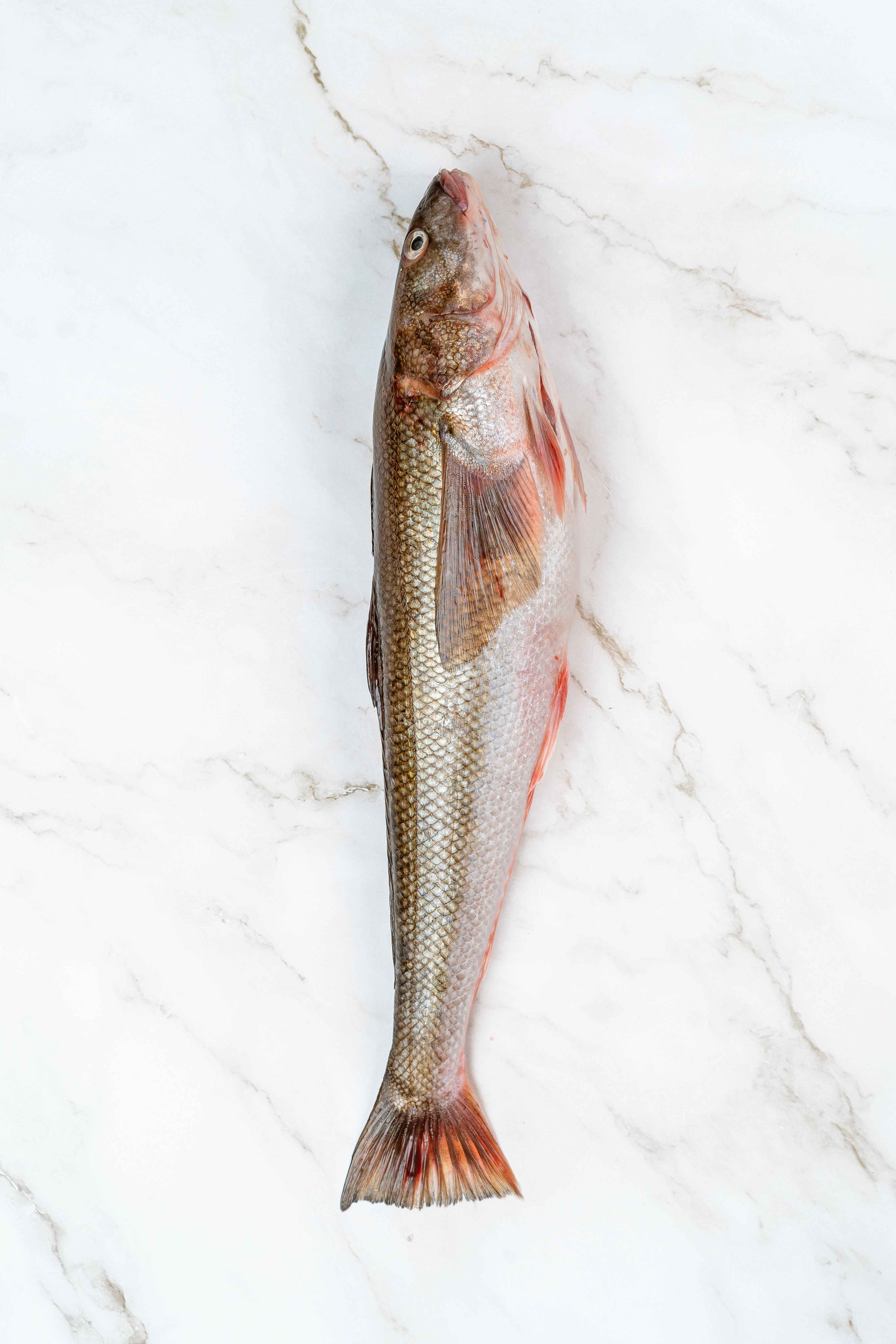 RÓBALO