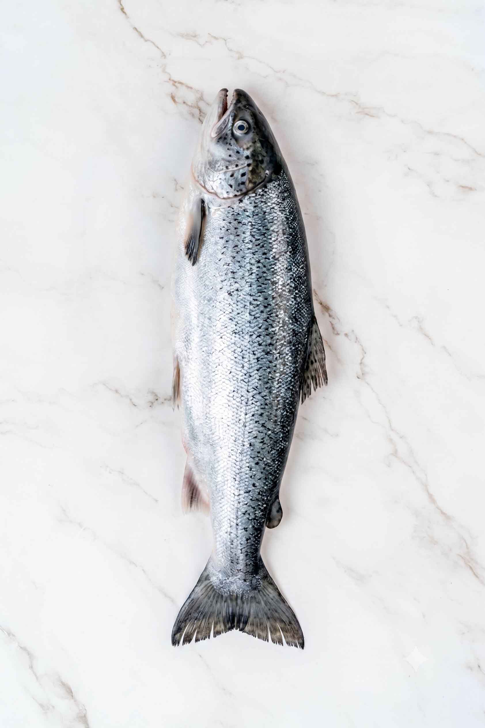 SALMÓN