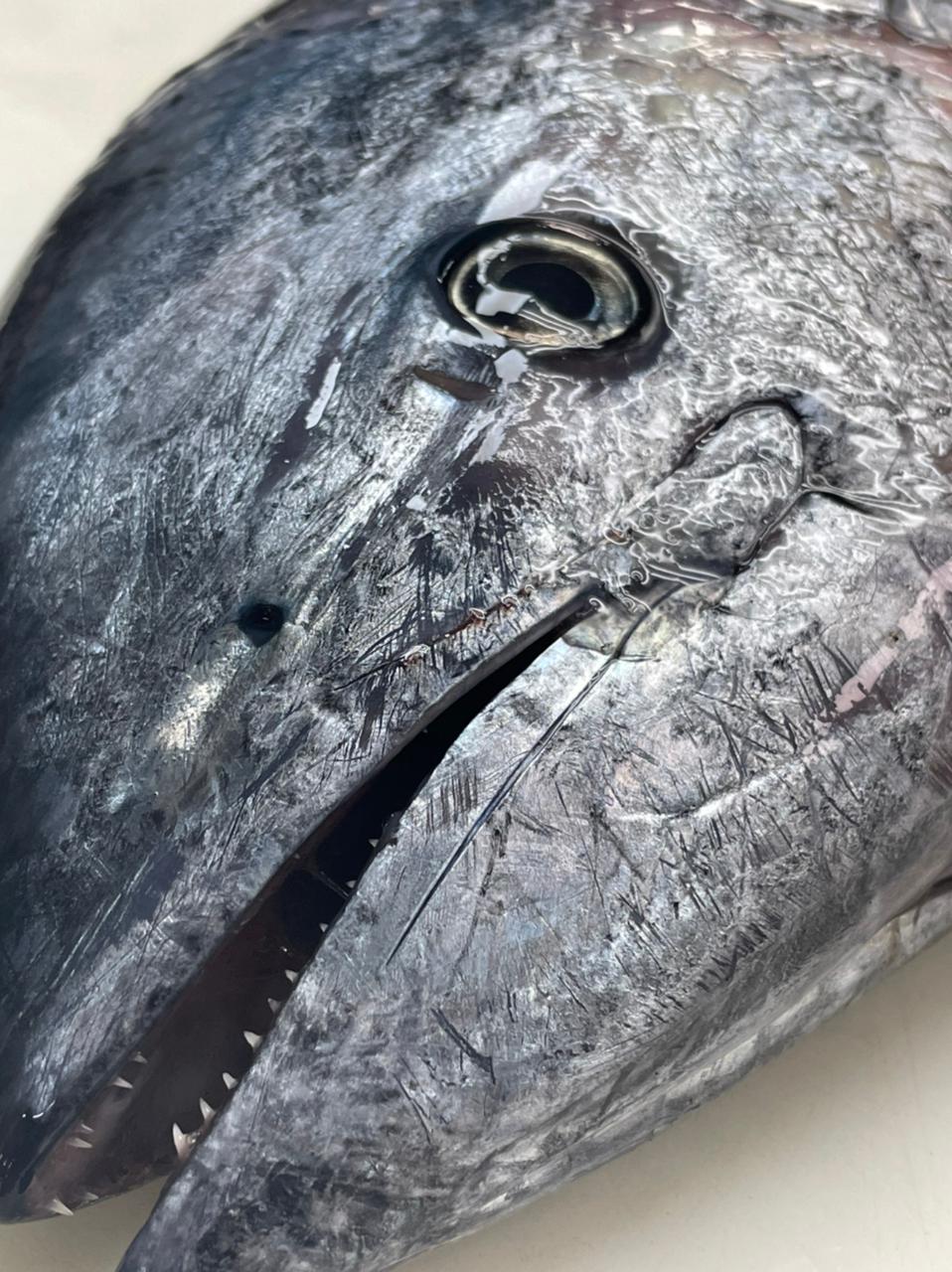 ATÚN CHAUCHERA - 1 kg