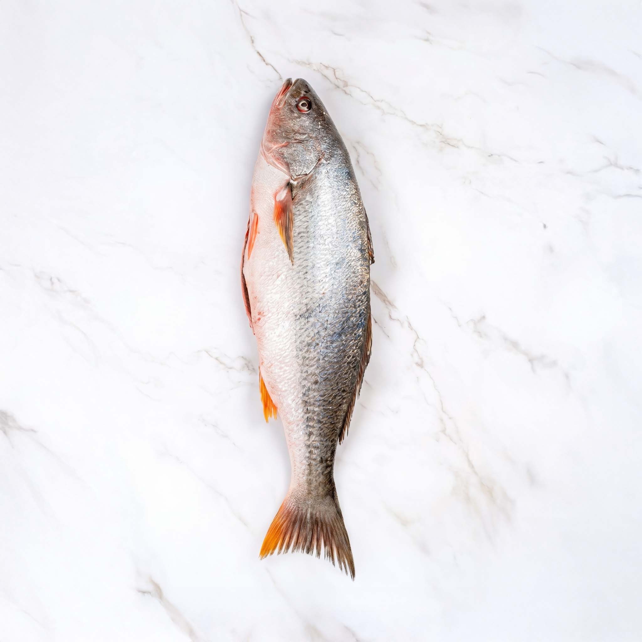 CORVINA