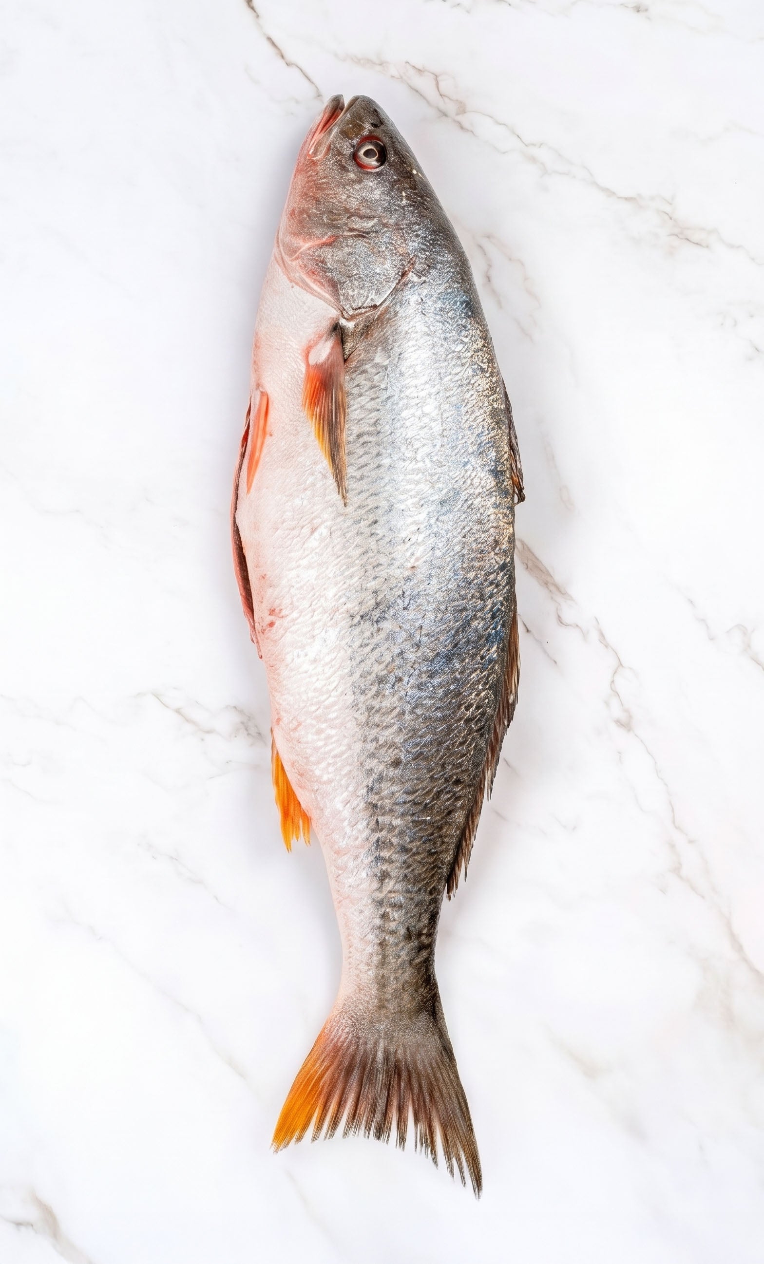 CORVINA